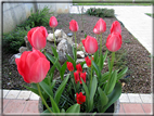 foto Tulipani